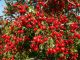 Hawthorn berries 